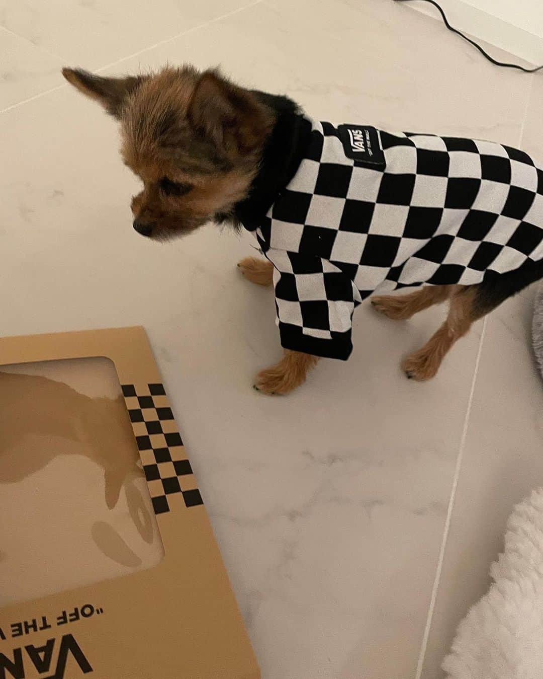 倖田來未さんのインスタグラム写真 - (倖田來未Instagram)「. vans犬🐶 かわいー💜 ⁡ 明日月曜日かー、、、早い週末。。、 いっちょ頑張るかっ💪😤 月曜日に気合い！笑笑 ⁡ #vans @vans @vansjapan #dog #fashion #kodakumi #倖田來未」11月6日 21時34分 - kodakumi_official