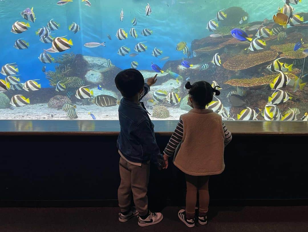 本田朋子さんのインスタグラム写真 - (本田朋子Instagram)「先日、久しぶりの水族館へ。 前回訪れたのは3歳になる前だったかなぁ。 ファインディングニモを観てるので、ニモだ！ドリーだ！と、お魚に興味を示してくれるようになりました。 そして、引っ越してから会えていなかった仲良しの彼女と、デート気分も満喫。 『きれいだねぇ。』『きれいだね。』と、大人のカップルのような会話が可愛くて♡ 良い思い出ができたお誕生日でした。  #4歳 #男の子ママ #ファインディングニモ  #水族館」11月7日 20時10分 - tomoko_honda_official_phonics