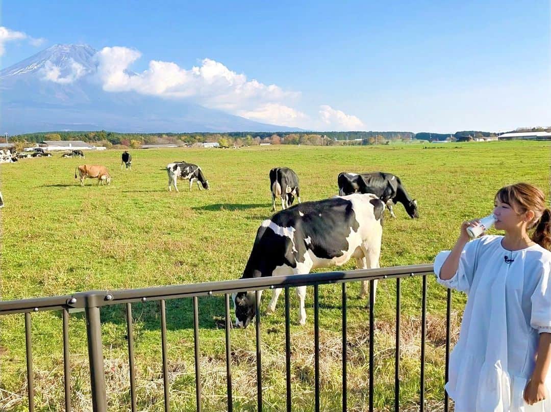 内山絵里加さんのインスタグラム写真 - (内山絵里加Instagram)「・ ・ 『静岡彩発見〜酪農めぐり〜』 今回は、朝霧高原へ🐄🥛 ・ お仕事ながら 大好きな牛に会えるのは 最高に癒される瞬間🌱 ・ 富士山のもとで育った牛たちの恵みは おもわず『ぷはぁーっ』と声が漏れる美味しさです。 あさぎり牛乳、最高でした❤︎ レトロで可愛いロゴも、たまらないです🐄🌱 ・ 牛乳離れ、後継者不足.. 酪農にはいろんな課題がありますが 酪農家のみなさんの努力によって きょうも私たちは おいしい牛乳を飲めています🥛 ・ 牛乳を飲んで、きょうもがんばりましょうー！🐄❤︎ ・ #朝霧高原 #あさぎり牛乳 #牛乳 #牛 #酪農応援 #トコチャン#静岡彩発見 #牛乳3本飲みました #ソフトクリームも」11月9日 10時00分 - erika.uchiyama1129