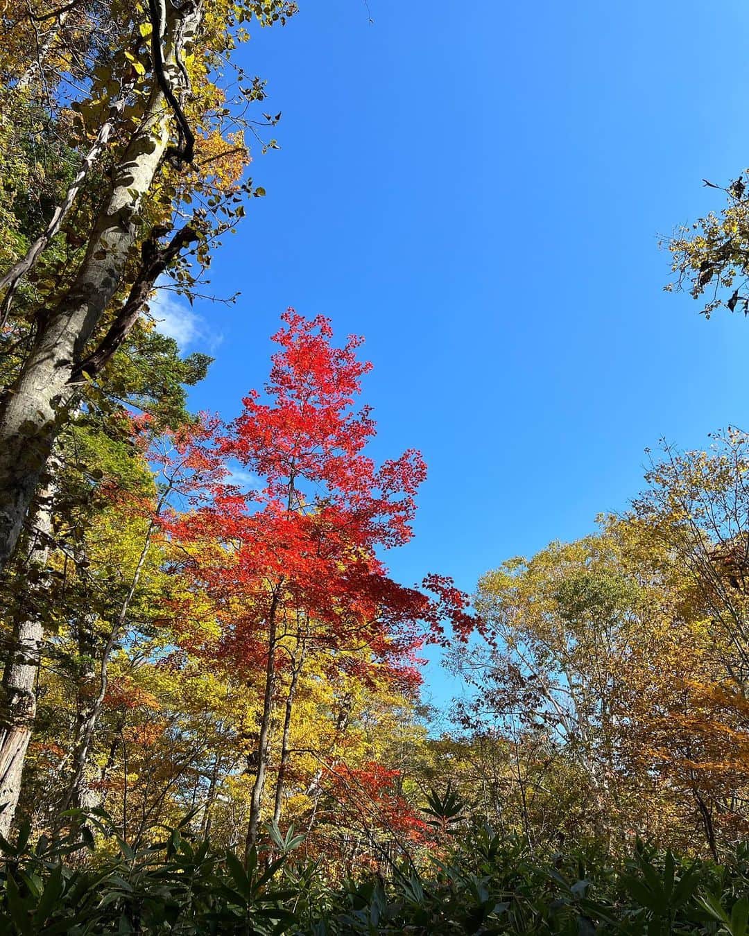 トラウデン直美さんのインスタグラム写真 - (トラウデン直美Instagram)「少し前に、 @discovery_yukai_na_nakama のロケで長野県戸隠へ🍂  すごくいいところで、心から深呼吸出来ました。お蕎麦も美味しかったぁ✨ 紅葉の時期に行けて気持ちよかったです☺️」11月9日 16時10分 - naomi_trauden_