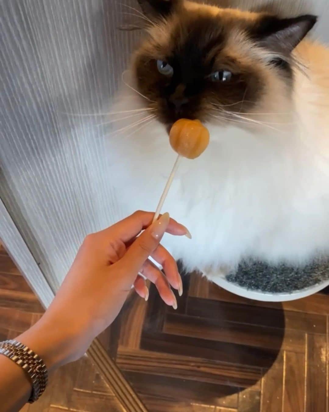 天野ちよさんのインスタグラム写真 - (天野ちよInstagram)「この前 @mocha.shibuya に行ってきたよ🐈🐾  もふもふフワフワのかわい子ちゃん達が沢山居た🥹  飲み放題で漫画とかもあって ソファーがあったり ずっと居れる空間だった(笑)  てか寝てる人いた‎‪𐤔𐤔𐤔‬  1時間平日だと1705円とかで飲み放題で猫ともふれあえてこの値段はお得だなと思った✨癒し空間♡  #猫カフェmocha#猫カフェ#PR#渋谷猫カフェ#渋谷カフェ#渋谷#渋谷センター街」11月9日 16時33分 - el_mundo_mar_sol_nail
