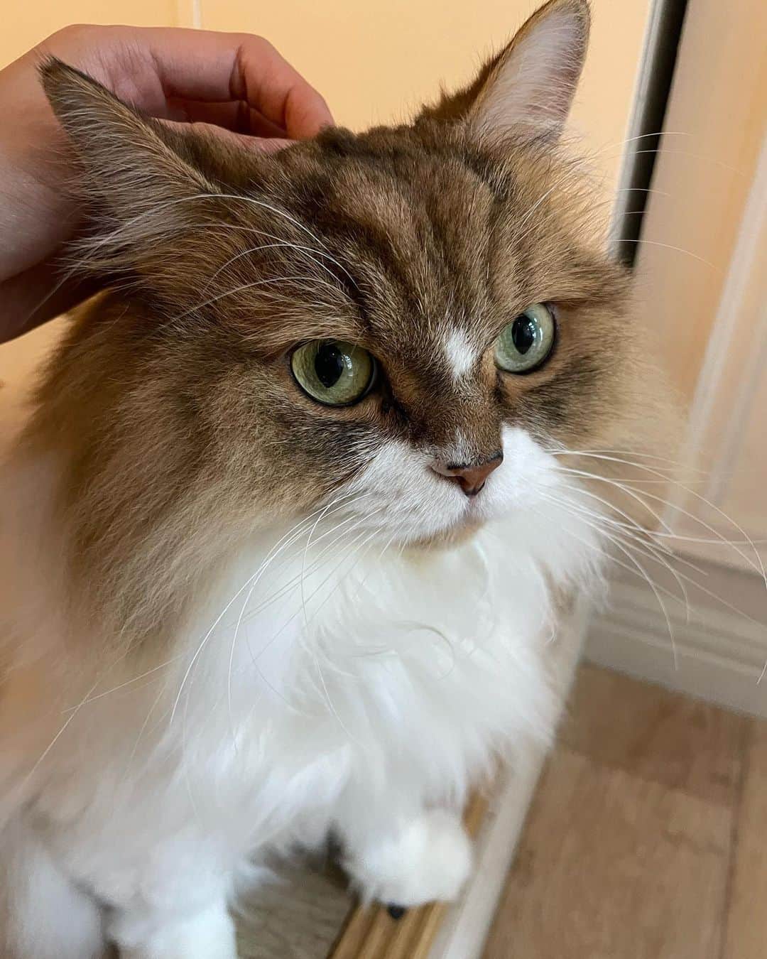 天野ちよさんのインスタグラム写真 - (天野ちよInstagram)「この前 @mocha.shibuya に行ってきたよ🐈🐾  もふもふフワフワのかわい子ちゃん達が沢山居た🥹  飲み放題で漫画とかもあって ソファーがあったり ずっと居れる空間だった(笑)  てか寝てる人いた‎‪𐤔𐤔𐤔‬  1時間平日だと1705円とかで飲み放題で猫ともふれあえてこの値段はお得だなと思った✨癒し空間♡  #猫カフェmocha#猫カフェ#PR#渋谷猫カフェ#渋谷カフェ#渋谷#渋谷センター街」11月9日 16時33分 - el_mundo_mar_sol_nail