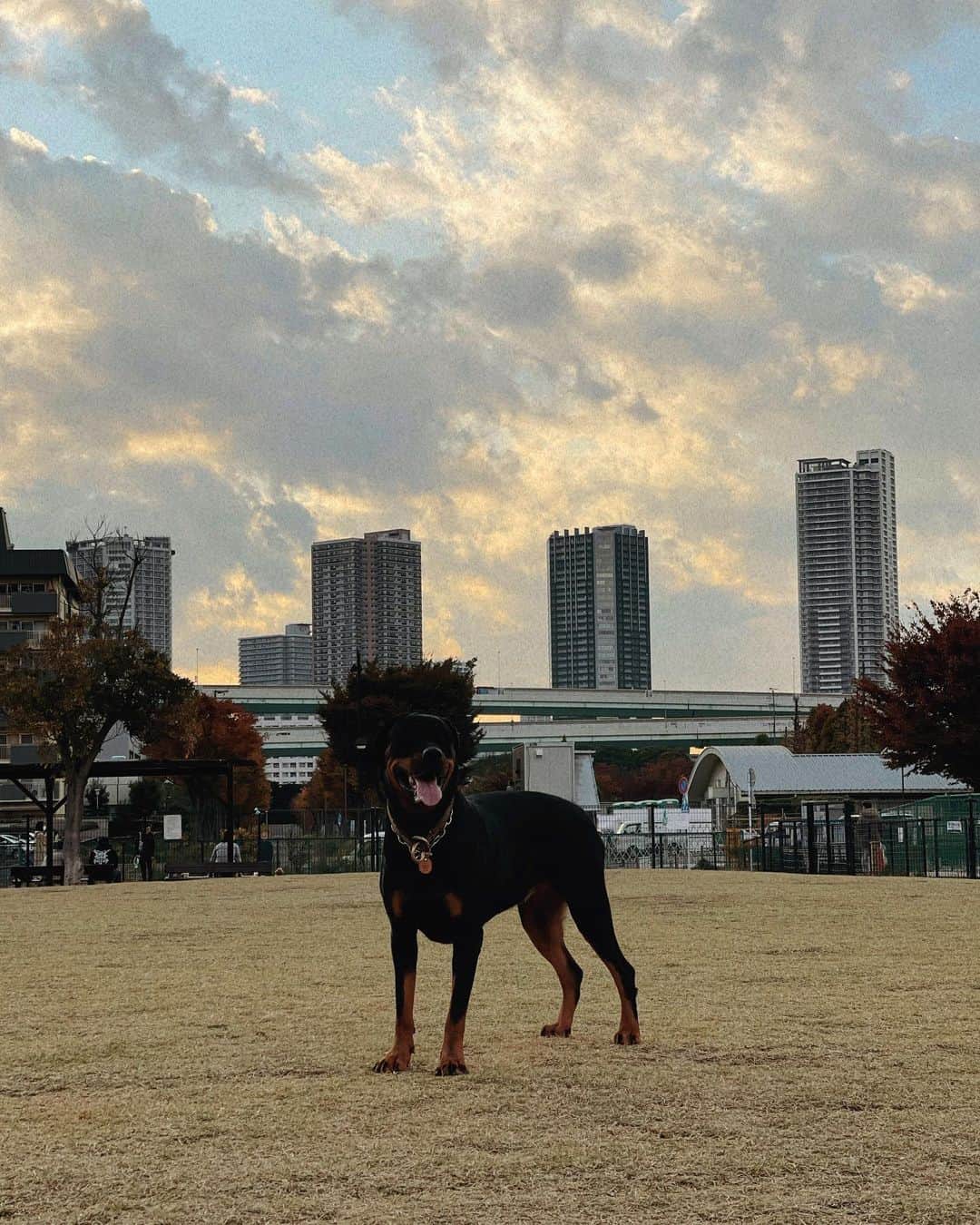 香川沙耶さんのインスタグラム写真 - (香川沙耶Instagram)「わーい＼＼\\٩( 'ω' )و //／／⚡️ 好きなだけ走れ〜💛☁️🎾(わたしも) #柴犬 #ロットワイラー #いぬのいる暮らし」11月9日 18時44分 - saya.kagawa
