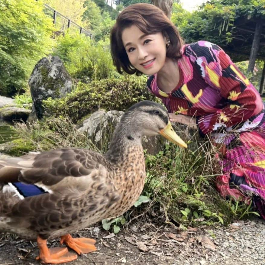 大地真央さんのインスタグラム写真 - (大地真央Instagram)「🌹中島ハルコ🌹だけど、 水明館（みあけかん）の女将が大変だからって急いで下呂温泉に来たら、通りすがりにいたのよ！この子🦆 私が呼んだら（勿論カモンってね）ついてきたの。 ひょうきんな鴨に🦆ほんのひととき癒されたわ(*'-'*) だって、両面宿儺（りょうめんすくな）の一刀彫が盗まれて、妖怪も見たとか言うのよー女将ったら😩 その手の話し…苦手なのよ私💧 でも頼られると嫌とは言えないし、まして、 実はお化けが怖いだなんて言えないじゃない…(･_･; とは言え、中島ハルコは斬って斬って斬りまくるわよー 土曜日の夜11時40分から観てごらんなさい❣️ Σ（・□・；）  #最高のオバハン中島ハルコ 🌹 #最高のオバハン #中島ハルコ #オトナの土ドラ 📺 #東海テレビ #フジテレビ系列 #毎週土曜夜11時40分 #11月12日 #第6話 #水明館 #両面宿儺 #鴨 🦆 #羽の青色が好き 🦆 #足のオレンジ色が好き 🦆 #金山巨石群 #大地真央 #MAODAICHI」11月11日 12時07分 - daichimao_official