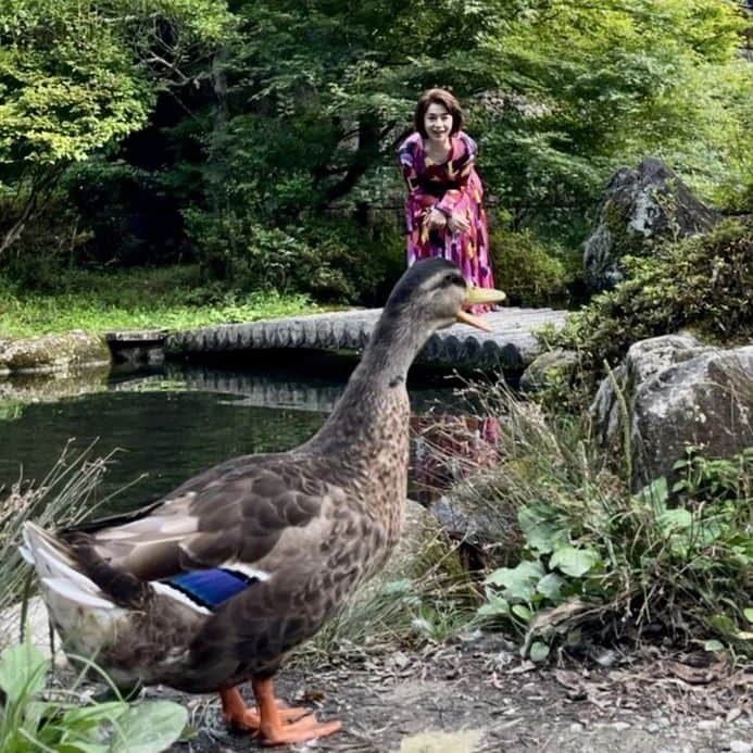 大地真央さんのインスタグラム写真 - (大地真央Instagram)「🌹中島ハルコ🌹だけど、 水明館（みあけかん）の女将が大変だからって急いで下呂温泉に来たら、通りすがりにいたのよ！この子🦆 私が呼んだら（勿論カモンってね）ついてきたの。 ひょうきんな鴨に🦆ほんのひととき癒されたわ(*'-'*) だって、両面宿儺（りょうめんすくな）の一刀彫が盗まれて、妖怪も見たとか言うのよー女将ったら😩 その手の話し…苦手なのよ私💧 でも頼られると嫌とは言えないし、まして、 実はお化けが怖いだなんて言えないじゃない…(･_･; とは言え、中島ハルコは斬って斬って斬りまくるわよー 土曜日の夜11時40分から観てごらんなさい❣️ Σ（・□・；）  #最高のオバハン中島ハルコ 🌹 #最高のオバハン #中島ハルコ #オトナの土ドラ 📺 #東海テレビ #フジテレビ系列 #毎週土曜夜11時40分 #11月12日 #第6話 #水明館 #両面宿儺 #鴨 🦆 #羽の青色が好き 🦆 #足のオレンジ色が好き 🦆 #金山巨石群 #大地真央 #MAODAICHI」11月11日 12時07分 - daichimao_official