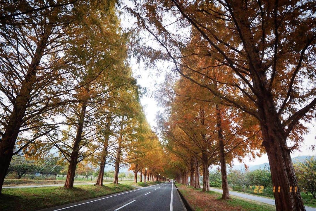 松本まりかさんのインスタグラム写真 - (松本まりかInstagram)「抱き抱かれ 私も紅葉します  🍁  #メタセコイア #撮休 #22/11/11」11月11日 23時18分 - marika_matsumoto