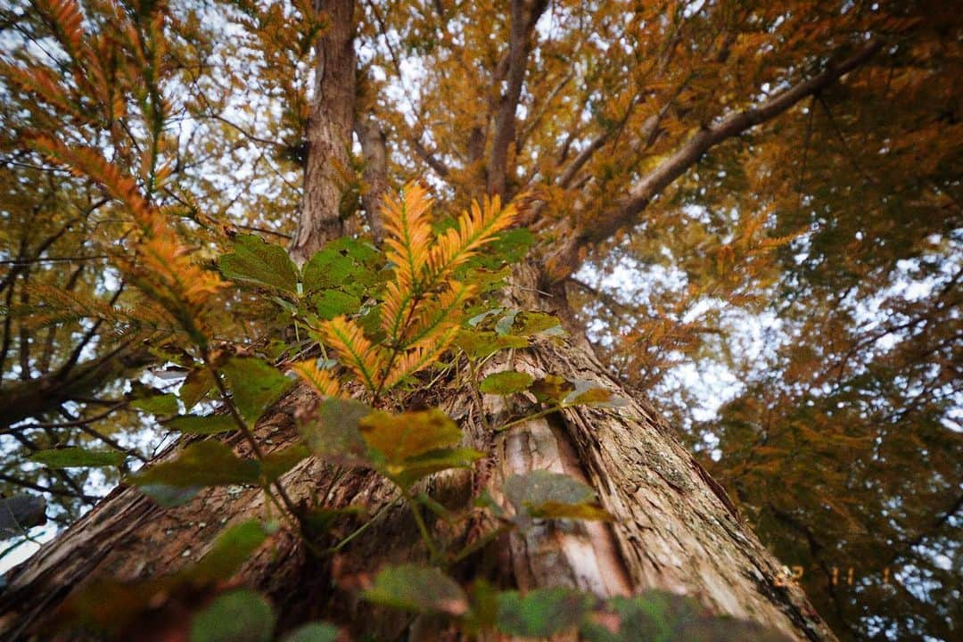 松本まりかさんのインスタグラム写真 - (松本まりかInstagram)「抱き抱かれ 私も紅葉します  🍁  #メタセコイア #撮休 #22/11/11」11月11日 23時18分 - marika_matsumoto