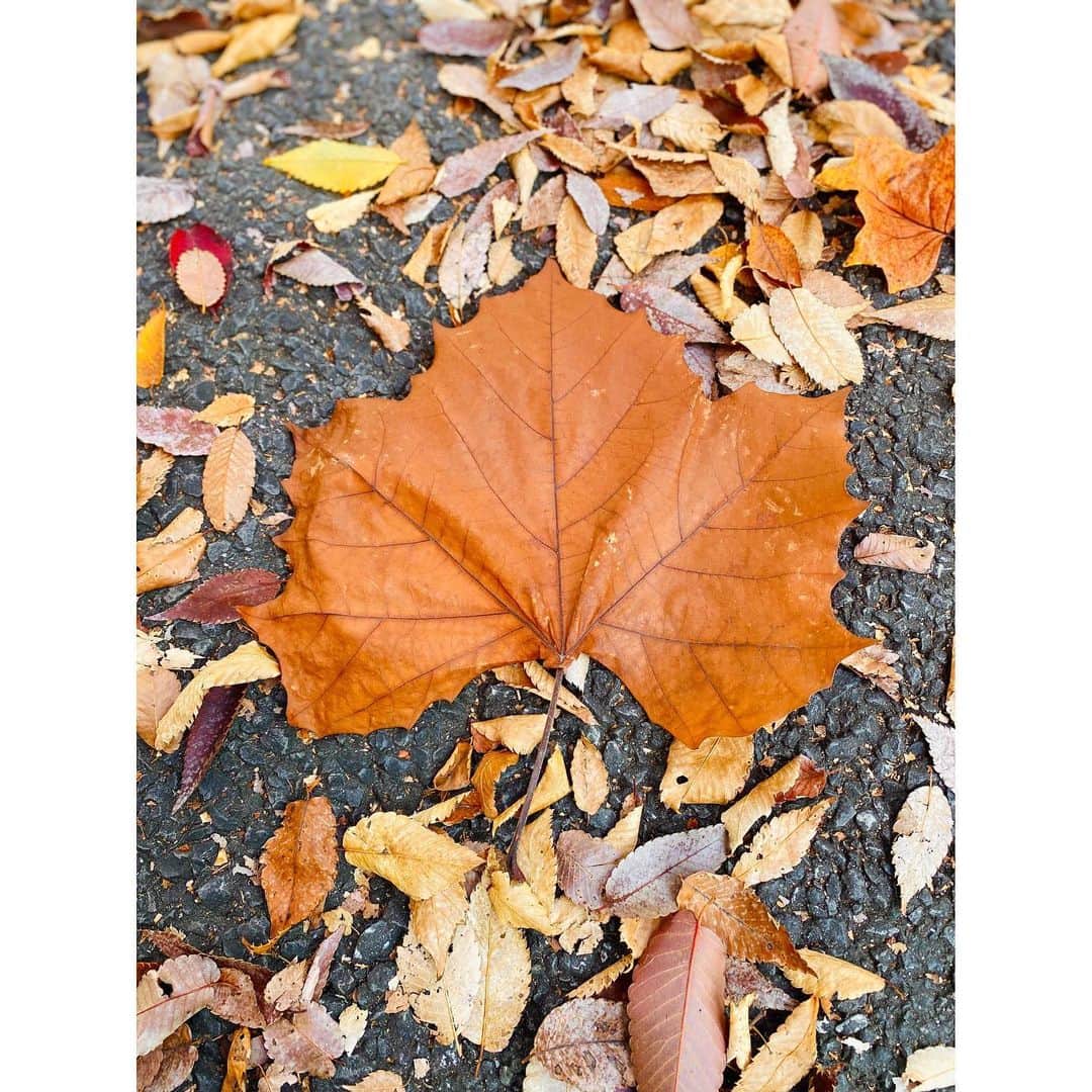 竹俣紅さんのインスタグラム写真 - (竹俣紅Instagram)「🍁 きょうは暖かかったですね☺️ ⁡ お散歩していたら、 落ち葉の中にひときわ大きな葉っぱを発見！ ⁡ 来週は急に冬がやってきそうということで、 つかの間の秋なのかな〜 ⁡ ⁡ #上から落ち葉が降ってきたよ #顔にあたると #意外と痛い」11月12日 19時07分 - benitakemata_official