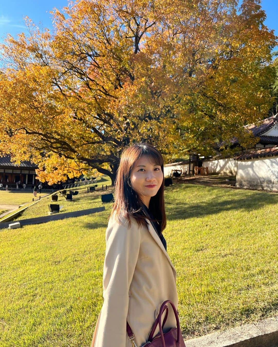 東條麻依子さんのインスタグラム写真 - (東條麻依子Instagram)「先日、旧閑谷学校へ！ 紅葉が見ごろでした🍁✨ . 今日はぽかぽかしてましたが 明日はあいにくの雨、明後日からは また季節が進むそうです！ . 体調管理にはお気をつけください！🍇🌰 . #旧閑谷学校#岡山#紅葉#もみじ#秋#きれいでした」11月12日 19時42分 - maiko_tojo