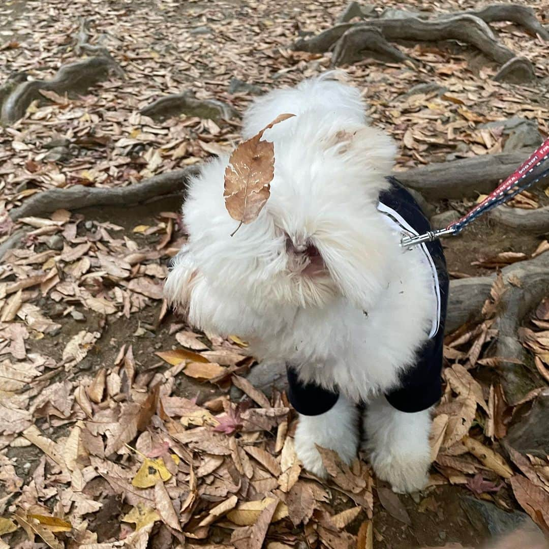 中町綾さんのインスタグラム写真 - (中町綾Instagram)「ワンワン秋の修学旅行🐶」11月13日 17時43分 - ayanakamachi