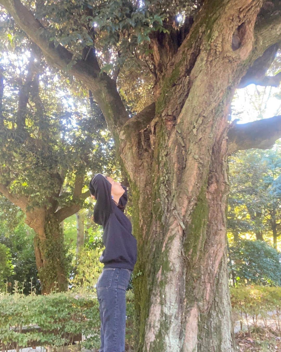 中越典子さんのインスタグラム写真 - (中越典子Instagram)「おはよう🌞  さ、今日も朝からバタバタと、始まりましたっ  樹木と太陽  私のパワー充電。  みなさんはどんな方法で、パワーを貰っていますか？  #樹木#太陽#充電」11月14日 9時30分 - nakagoshi_noriko.official