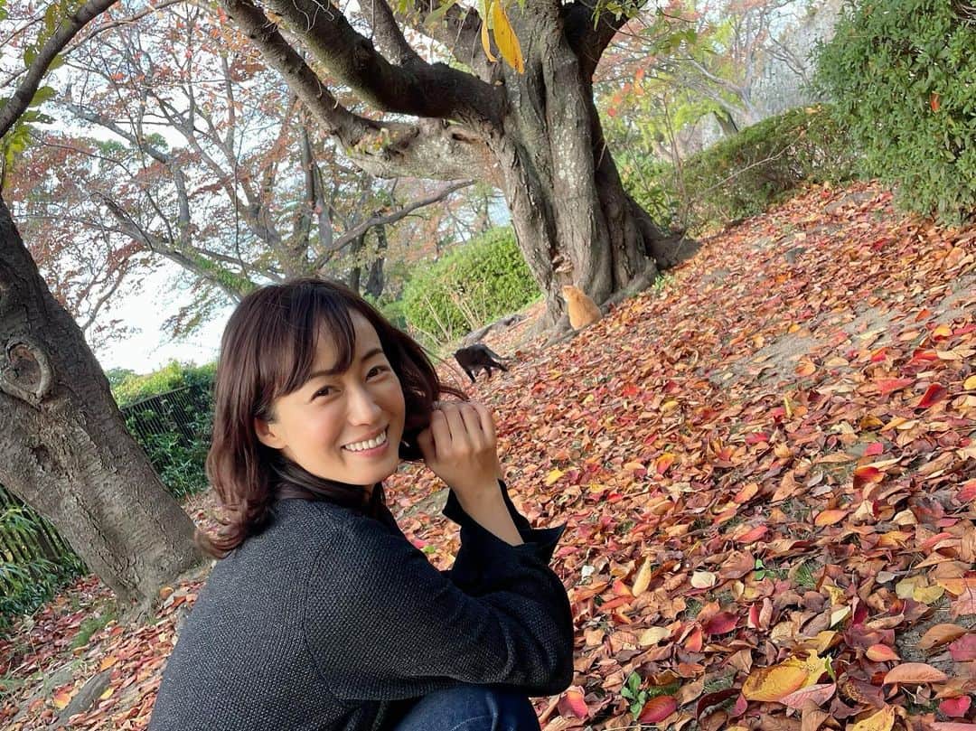 及川奈央さんのインスタグラム写真 - (及川奈央Instagram)「昨日は撮影終わりにお散歩しまして、紅葉の綺麗なスポットで猫に癒されました。 6日間、とても有り難い時間でした。 情報解禁されましたら沢山の写真とともにお知らせしますね！」11月15日 8時12分 - naooikawa