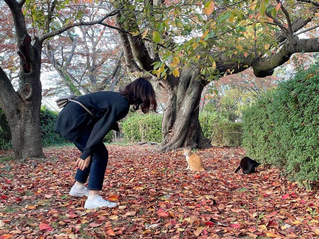 及川奈央さんのインスタグラム写真 - (及川奈央Instagram)「昨日は撮影終わりにお散歩しまして、紅葉の綺麗なスポットで猫に癒されました。 6日間、とても有り難い時間でした。 情報解禁されましたら沢山の写真とともにお知らせしますね！」11月15日 8時12分 - naooikawa