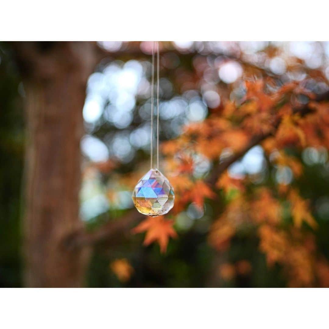 石井美保さんのインスタグラム写真 - (石井美保Instagram)「自然の赤い色に癒されました🍁」11月15日 17時57分 - miho_ishii