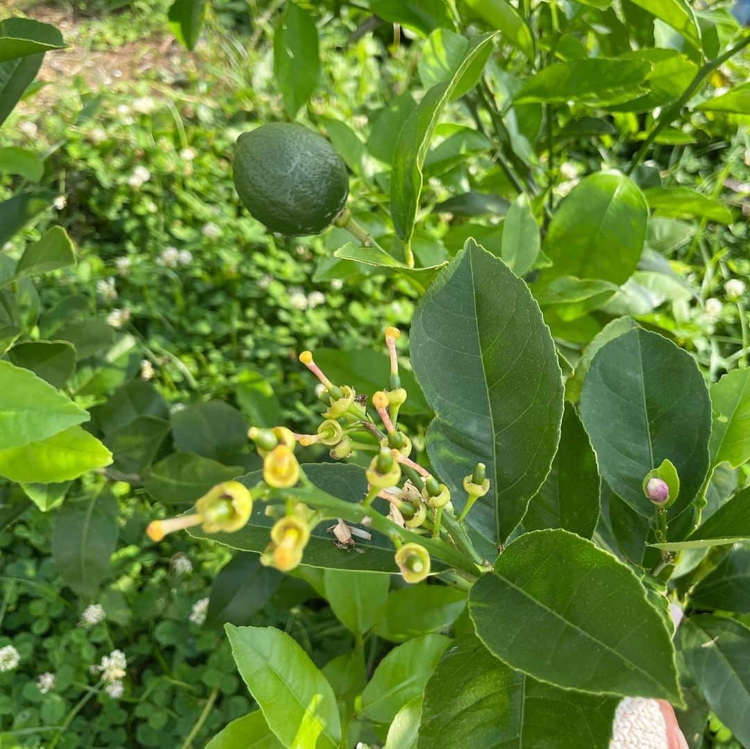 田中律子さんのインスタグラム写真 - (田中律子Instagram)「自家製オーガニックレモン🍋  今年やっと実が収穫できた🍋花はいっぱい咲いたけど、結局ちゃんと実になって収穫できたレモンは2個🍋😭初レモン収穫だったから、また来年に期待しよう✨  夜は、大事に収穫したレモン🍋をカットして、レモンサワーに🤩添加物なしのレモンサワーは格別に美味しかったなぁ🤤  マイヤーレモンはまん丸で、みずみすしくて、甘みと酸味がたまらなく美味しい🍋 来年はいっぱい収穫できるよーに、剪定して、土にたっぷり栄養あげて、カミキリ虫に幹を食べられないようにレモンを守るぞ✊🏼  いっぱい自家製レモンサワー🍋飲むぞー、おーー✊🏼  #mygarden #lemon #organic #自家製レモン #レモンサワー #収穫 #海のある生活」11月15日 20時14分 - ri2kotanaka