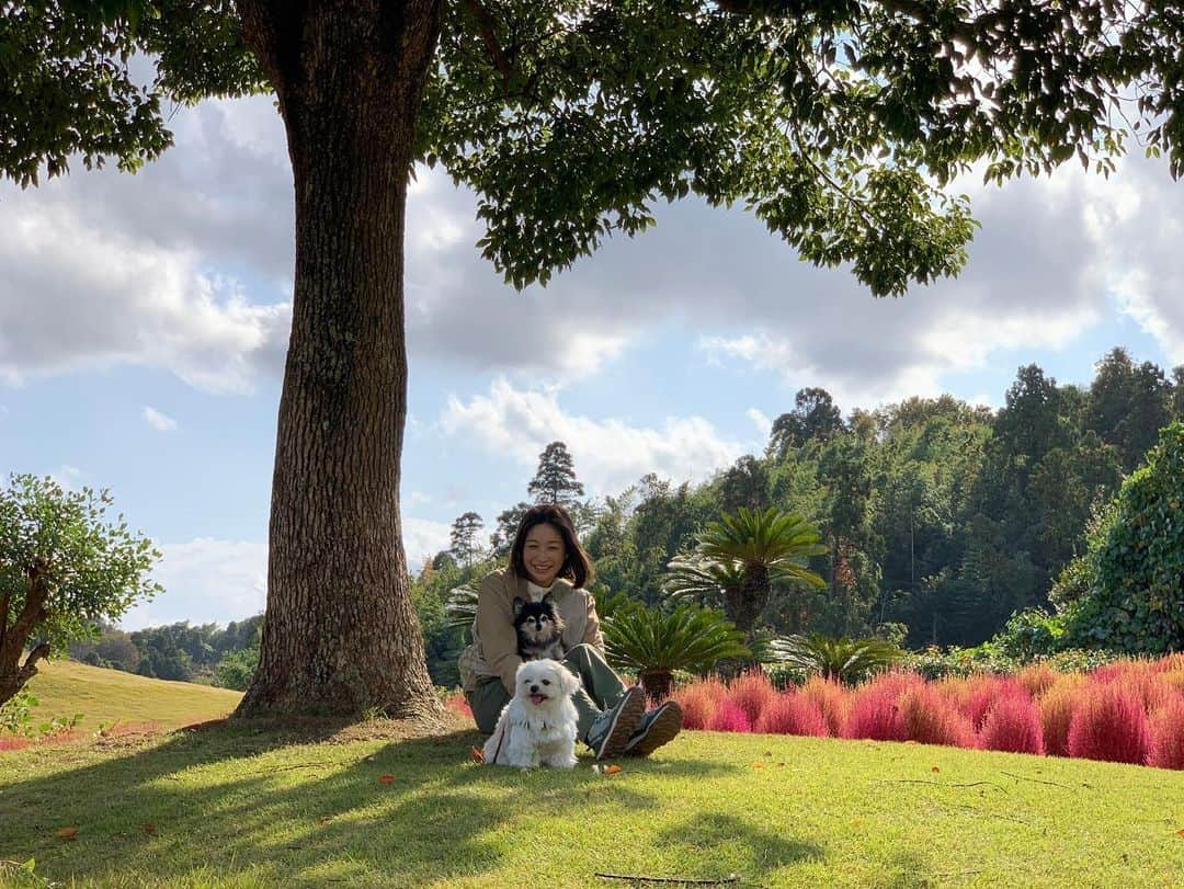 小野真弓さんのインスタグラム写真 - (小野真弓Instagram)「こんにちは☺️ 爽やかな良いお天気❣️🌞 わんさんぽ〜 とっても気持ちが良かったです😆🌱 みんな変わらず 元気いっぱいです😆🐾 🦝🐏🐯🐯🐼＋ 🐱🐱🐈‍⬛  ほっぺから伝わる アオくんのぬくもり☺️♨️💘  やっぱり、お家でみんなと だらだらーんが いちばん☺️🏡✨  午後も。 良い一日をお過ごしください🍁✨^_^  #チワワ#ハナちゃん #チワマル#ハルくん #雑種猫兄妹#アオくん#ナナちゃん #ほぼうちの子#ちりんくん #犬猫日記#犬と猫のいる暮らし #木更津猫問題#果てしない #お外で暮らす猫たちに理解と愛情を  #飼育放棄猫 🐾 #保護猫#預かり猫#家族募集猫 #サビ猫#わさびちゃん  🐱  新しい預かりっ子。 サビ猫、わさびちゃん🐱💕 まだ怯えてるけど😢 触っても一度も怒らにゃい良い子🥺  わさびちゃんは、 92歳のおばあさんが、引っ越しで 家を取り壊すいうことで、、 行き場がなくなってしまった7匹の猫たちのひとりです🥺  保健所に持ち込むと 言っていたところを保護しました🥺  猫たちには罪はなく、 みんなみんな幸せになってほしい。 と願うばかりですが、  正直、 保護するにも、 色んなリスクを抱え、 検査、病気の治療などなどにかかる、 先立つものも必要。。 新しい家族探しも一筋縄ではいきません。  今のところ、 地域住民ではない、保護活動のベテラン、 @wanbo_waka さんに毎回助けて頂き、 負担が沢山かかってしまっている状態です🥺  こういった問題が、 沢山おこっております🥺😑 どうしたものか。。  地域のことは地域で解決するのが一番だし、 そうあるべき とは思いながらも、 なかなか難しい問題です。  地元で一緒に保護活動をしている、 @soramame723newspaper さんと共に、 頭を抱えながら、 今日も自分たちにできることを模索します🥺」11月16日 12時42分 - hanaharuaroi