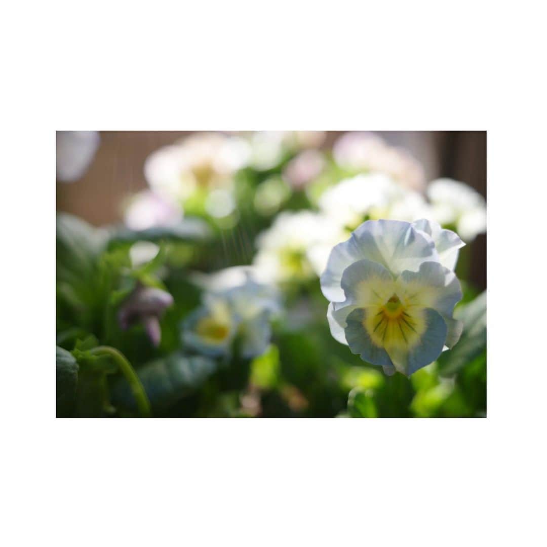 内山理名さんのインスタグラム写真 - (内山理名Instagram)「🫐🌿  ビオラの季節。ここから来年5月くらいまで咲き続けます。 珍しいビオラを選んで、植えて、眺める時間がとても好きです。  やはり好みは変わらないので、また今年もブルーとピンクがメインです。モリモリと花が咲いてくるのが楽しみ♡ 水に浮かべたり、一輪挿しに生けたり、これも冬の楽しみの一つです。  #gardening」11月16日 19時52分 - rinauchiyama_official