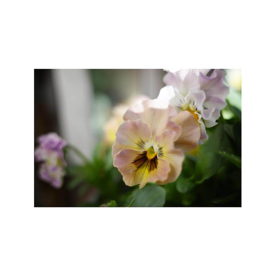 内山理名さんのインスタグラム写真 - (内山理名Instagram)「🫐🌿  ビオラの季節。ここから来年5月くらいまで咲き続けます。 珍しいビオラを選んで、植えて、眺める時間がとても好きです。  やはり好みは変わらないので、また今年もブルーとピンクがメインです。モリモリと花が咲いてくるのが楽しみ♡ 水に浮かべたり、一輪挿しに生けたり、これも冬の楽しみの一つです。  #gardening」11月16日 19時52分 - rinauchiyama_official