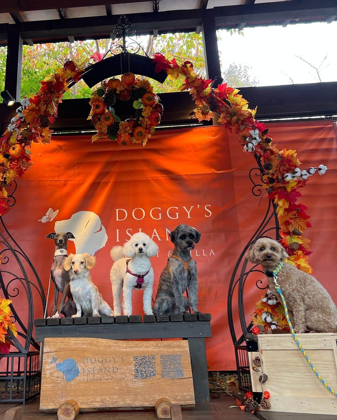 Azusaさんのインスタグラム写真 - (AzusaInstagram)「愛犬たちに癒される休日🥰  犬友達のみんなもいつも私の競技を応援してくれていて幸せです☺️」11月17日 20時30分 - az.dancy
