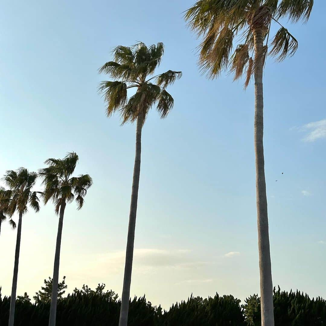 中町綾さんのインスタグラム写真 - (中町綾Instagram)「福岡あったかいとよ〜🌴☀️ (博多弁使いたいだけ)」11月18日 18時28分 - ayanakamachi