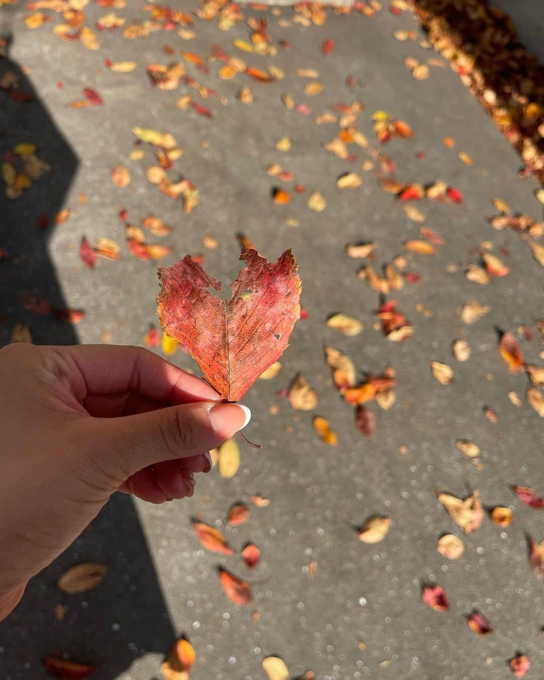 中谷萌さんのインスタグラム写真 - (中谷萌Instagram)「🍁🧡❤️🍁🧡❤️🍁」11月18日 18時48分 - n_moepi_fbs