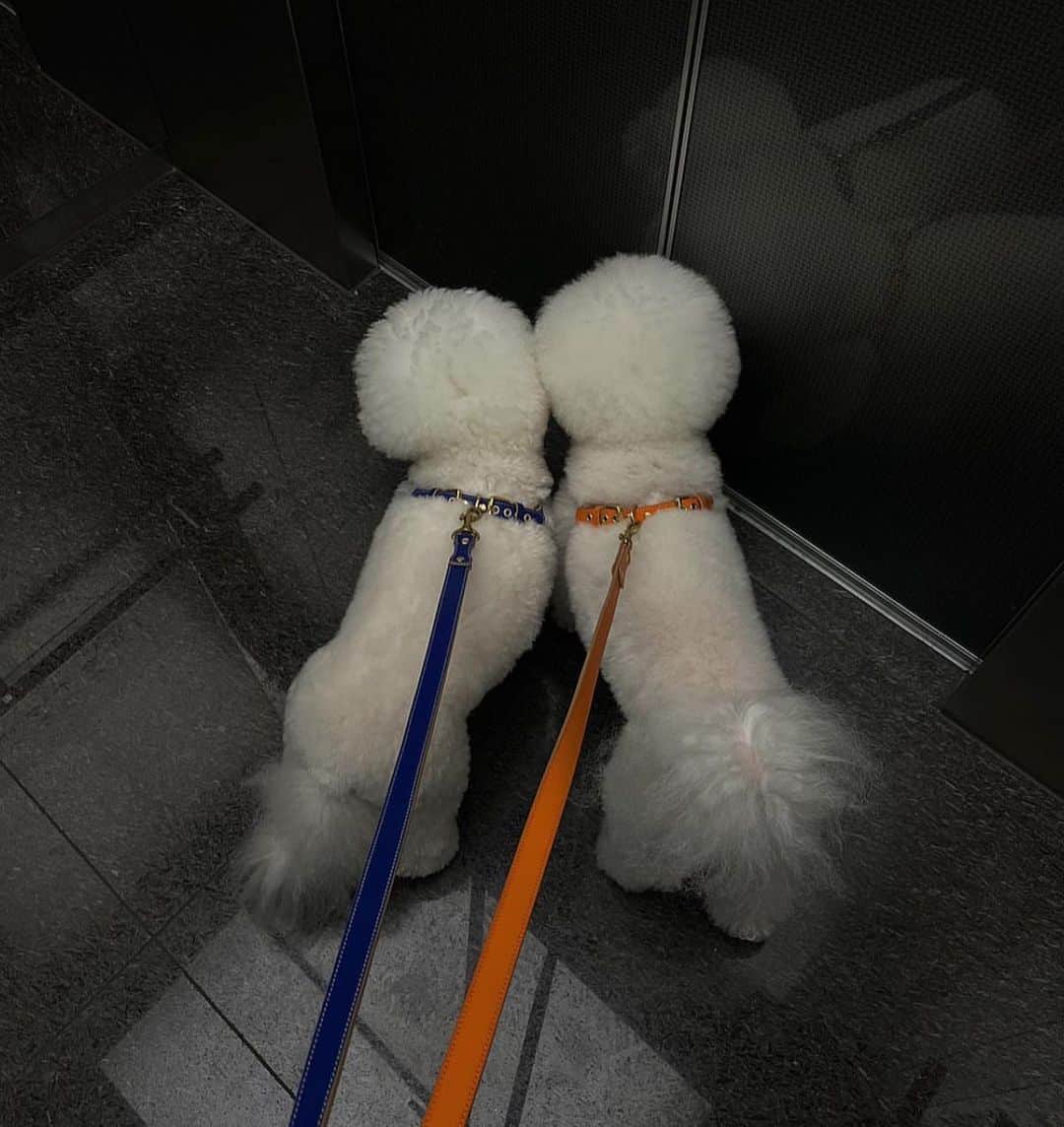 キム・ボラムさんのインスタグラム写真 - (キム・ボラムInstagram)「울 아가들도 산책할때나 멋부릴때 자주 착용하는 #아쎄르 #아쎄르마스코타 🙏🏻예쁜건 공유🤍@hacer_mascota @s0504」11月19日 1時17分 - _ram_e