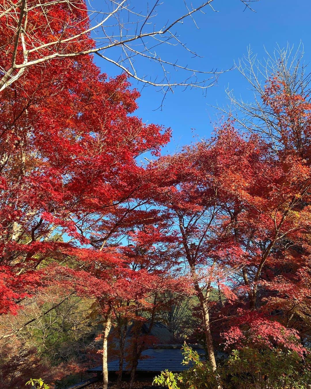 加藤愛さんのインスタグラム写真 - (加藤愛Instagram)「. 🍁香嵐渓🍁に行ってきました✨ 県内随一の紅葉スポットで 今が見頃の紅葉やグルメ、イベント情報をお伝えしました🙈  赤、黄、オレンジ、葉が色鮮やかでとっても綺麗でした☺️  日陰と日向で体感気温が違ったので 調整できる服装で行くのがオススメです！！ 🧣👟🧤(私はカイロをたくさん貼りました)  #花咲かタイムズ#紅葉#中継 #愛知#豊田#足助#香嵐渓#待月橋 #マジプリ#平野泰新さん」11月19日 16時16分 - kitkatoai