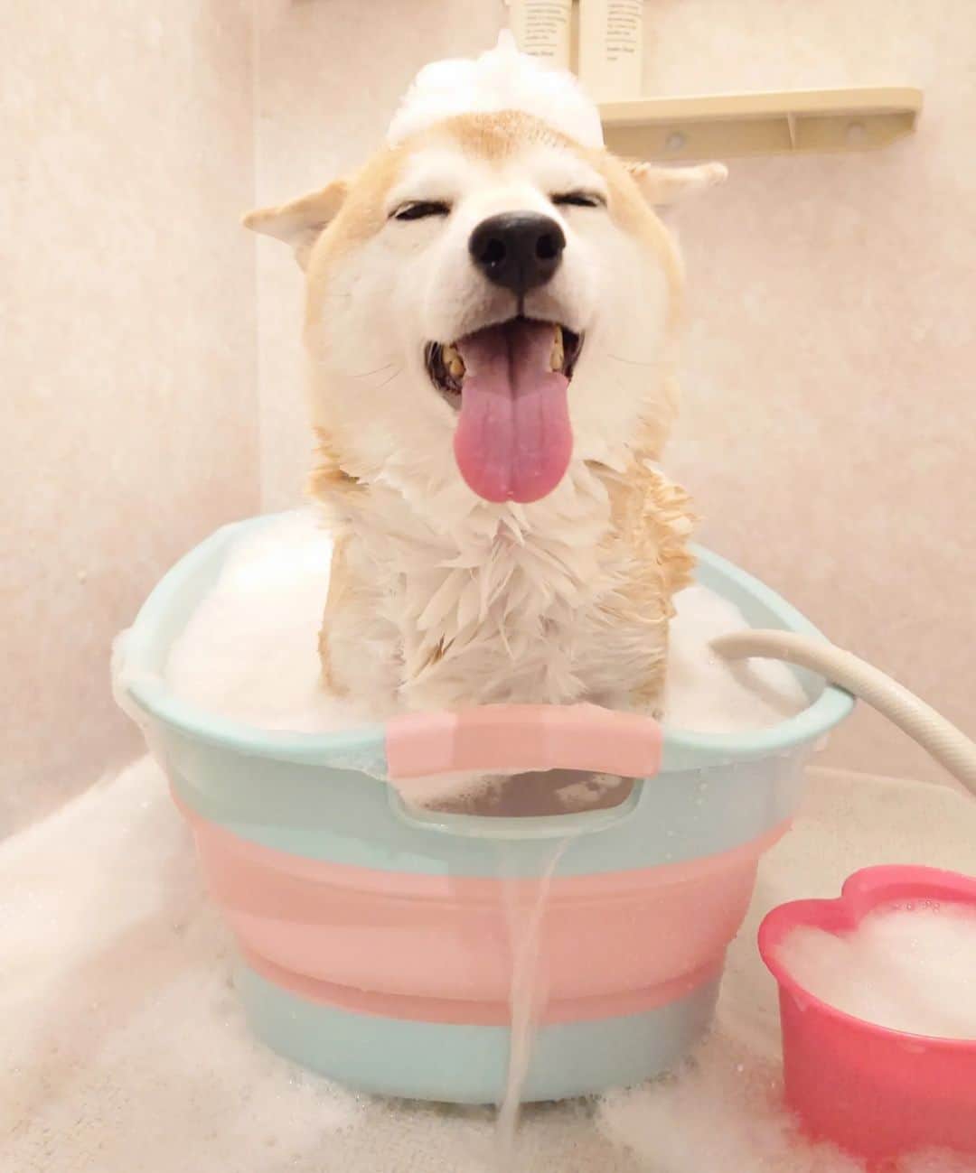 ちゃみさんのインスタグラム写真 - (ちゃみInstagram)「シャンプーしたよ🫧🧴 いつものセルフ拭き拭き♪ 今日は声を出してた😂 お尻上げて尻尾フリフリ😂🍑 ❷入浴中🛀 ❸お風呂上がりのアザラ柴🦭 . #シャンプーデー #柴犬のいる暮らし  #柴犬#犬#shibainu#shiba#dog」11月19日 20時10分 - shiba_charmy