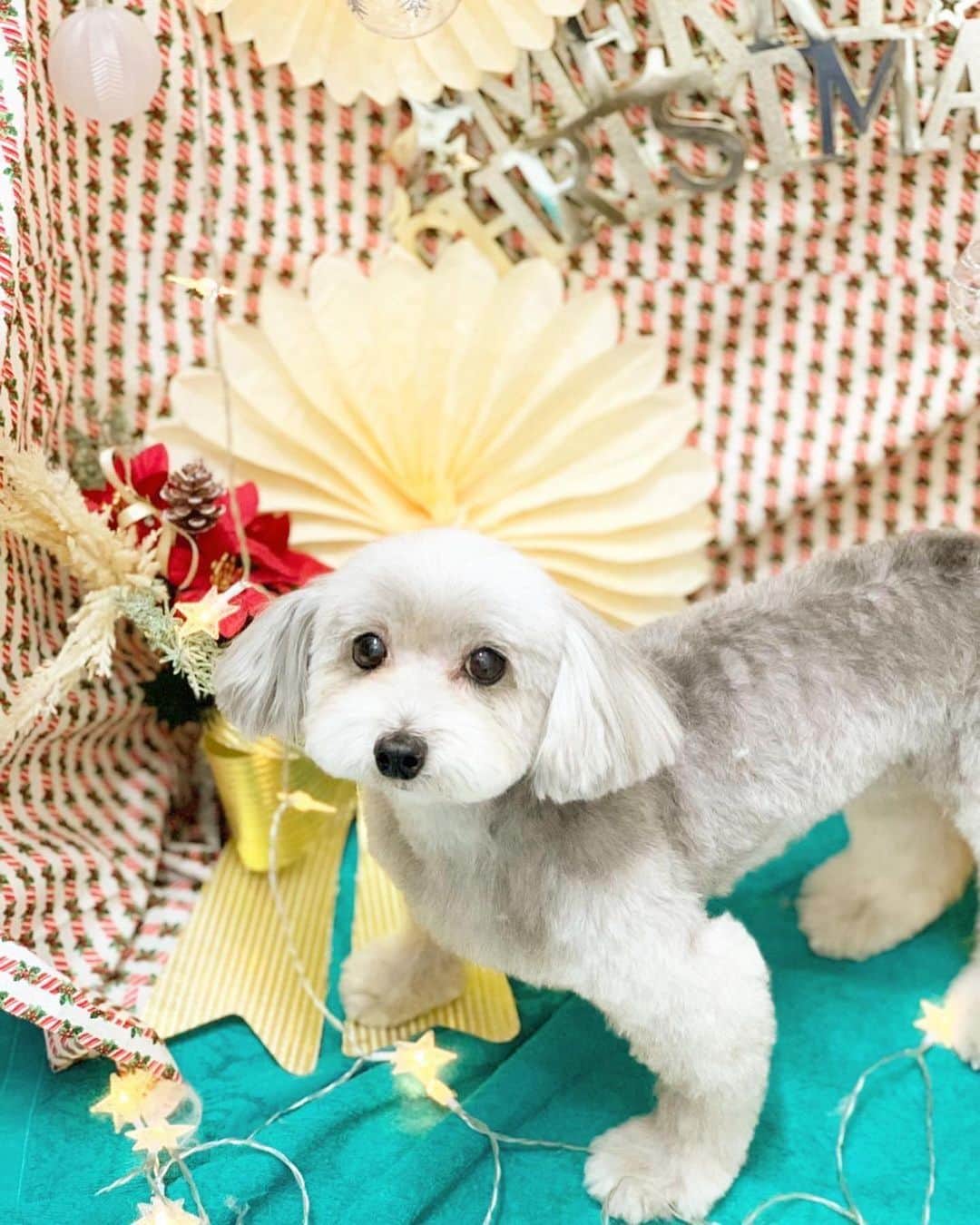 小坂温子さんのインスタグラム写真 - (小坂温子Instagram)「マガちゃん🌼 気持ち良さそう🛁✨ 綺麗になりました🐶💖 ありがとうございました♡ #マガちゃん  #トリミング  #マーガレット  #マルプー  #保護犬出身  #保護犬を家族に」11月19日 20時17分 - kosaka_atsuko