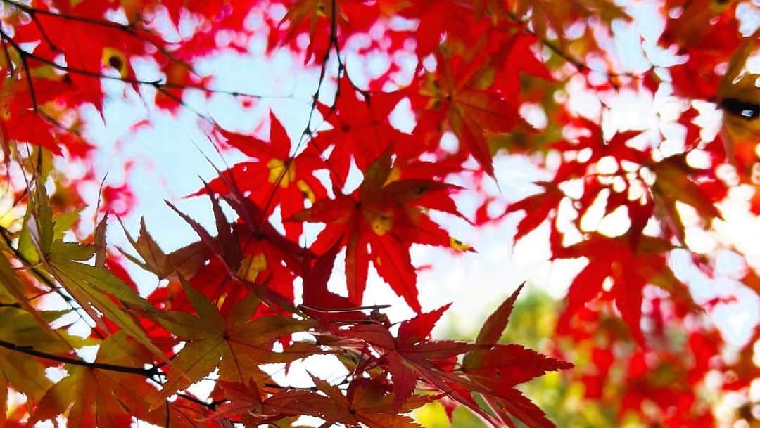 平祐奈さんのインスタグラム写真 - (平祐奈Instagram)「🍁🍁🍁  ずーっと眺めていたいくらい飽きないねぇ。  #秋」11月19日 20時58分 - yunataira_official