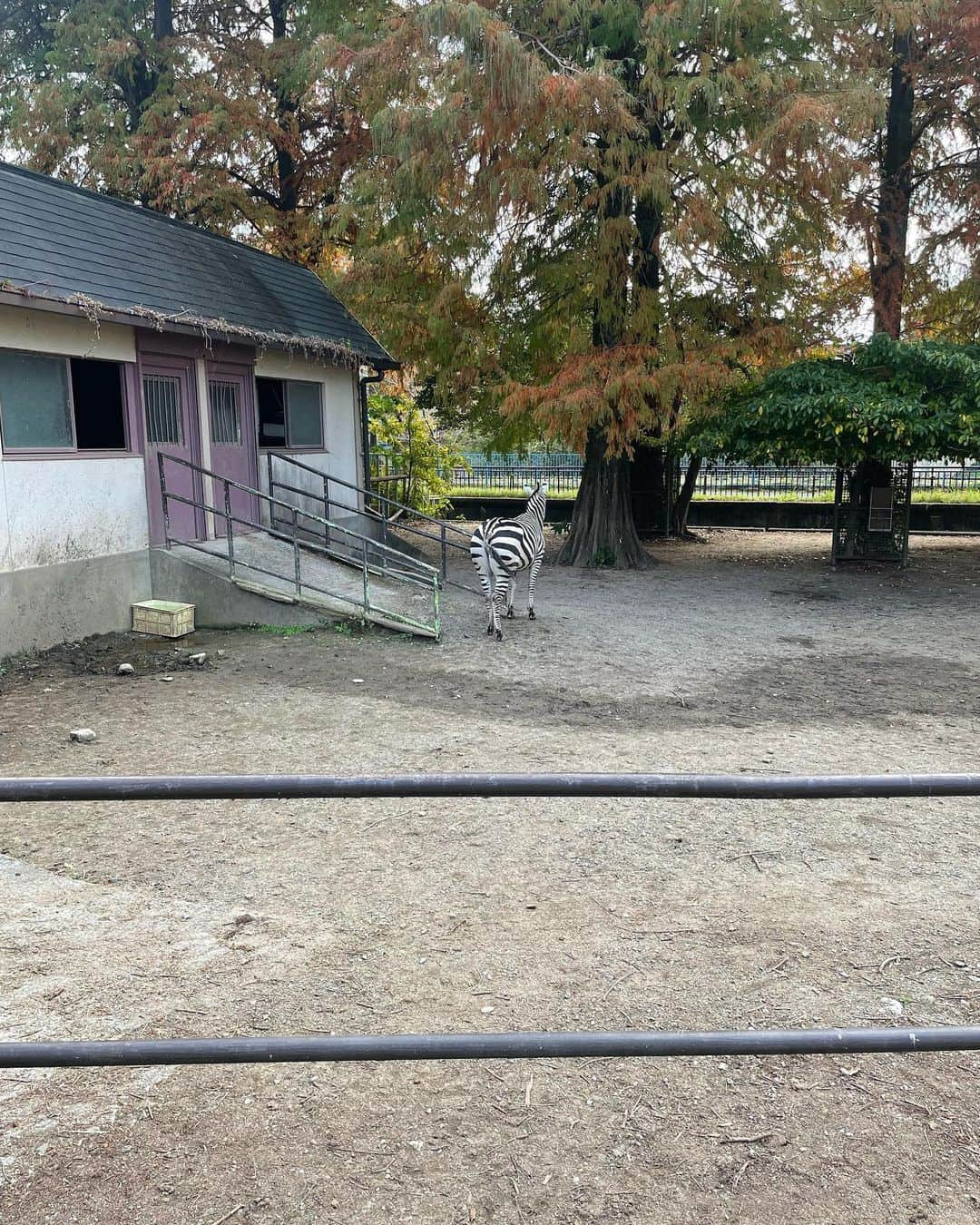 安村真奈さんのインスタグラム写真 - (安村真奈Instagram)「動物園に行ってきました！ 涼しくて動物たちも可愛くて楽しかった~🥺 乗り物があるとつい乗ってしまうのでシリーズ化しようと思います^ ^ 次は何に乗ろうかな！！  #安村真奈 #動物園 #まなの乗り物シリーズ」11月19日 21時37分 - yasumura_mana