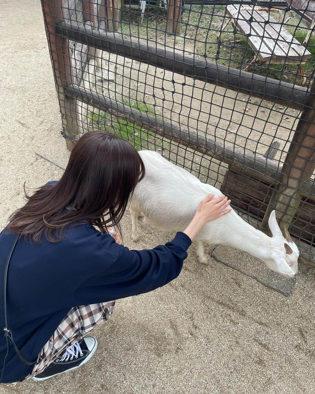 安村真奈さんのインスタグラム写真 - (安村真奈Instagram)「動物園に行ってきました！ 涼しくて動物たちも可愛くて楽しかった~🥺 乗り物があるとつい乗ってしまうのでシリーズ化しようと思います^ ^ 次は何に乗ろうかな！！  #安村真奈 #動物園 #まなの乗り物シリーズ」11月19日 21時37分 - yasumura_mana