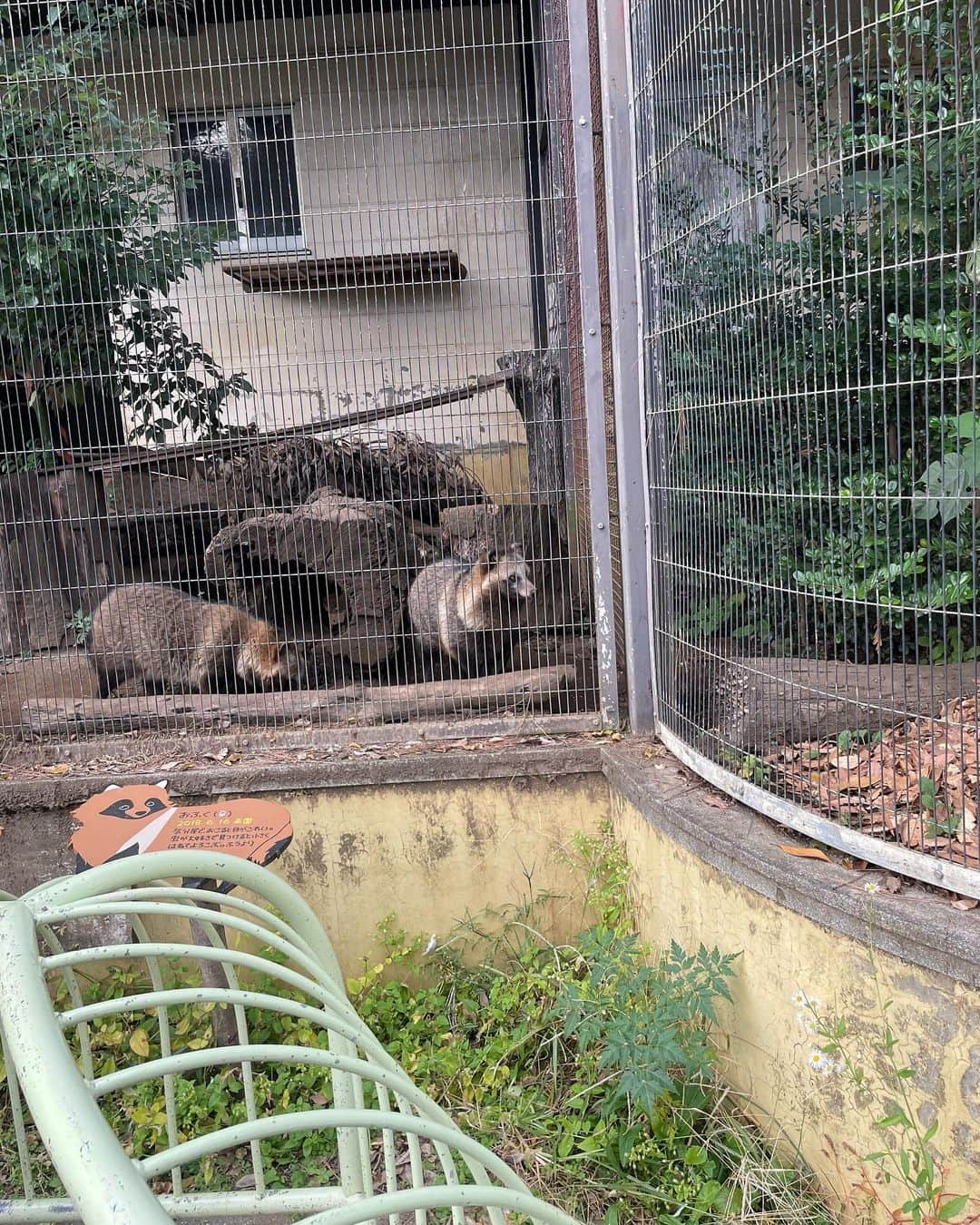 安村真奈さんのインスタグラム写真 - (安村真奈Instagram)「動物園に行ってきました！ 涼しくて動物たちも可愛くて楽しかった~🥺 乗り物があるとつい乗ってしまうのでシリーズ化しようと思います^ ^ 次は何に乗ろうかな！！  #安村真奈 #動物園 #まなの乗り物シリーズ」11月19日 21時37分 - yasumura_mana