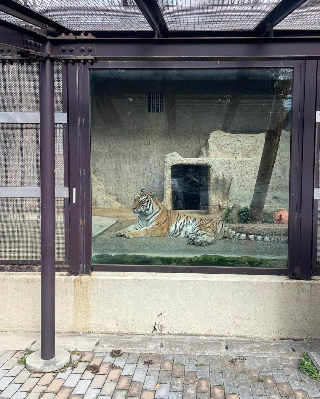 安村真奈さんのインスタグラム写真 - (安村真奈Instagram)「動物園に行ってきました！ 涼しくて動物たちも可愛くて楽しかった~🥺 乗り物があるとつい乗ってしまうのでシリーズ化しようと思います^ ^ 次は何に乗ろうかな！！  #安村真奈 #動物園 #まなの乗り物シリーズ」11月19日 21時37分 - yasumura_mana