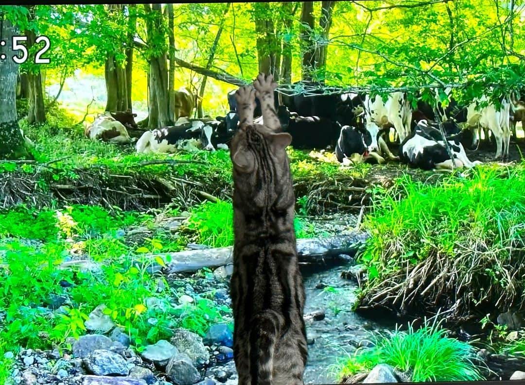 長野智子さんのインスタグラム写真 - (長野智子Instagram)「今日も今日とて　#さわやか自然百景　🐱  近すぎて画面に同化しています。。  牛にいたってはもはやジュラシックパーク笑  皆さまよい日曜日を。  #アメリ #猫」11月20日 8時12分 - naganotomoko