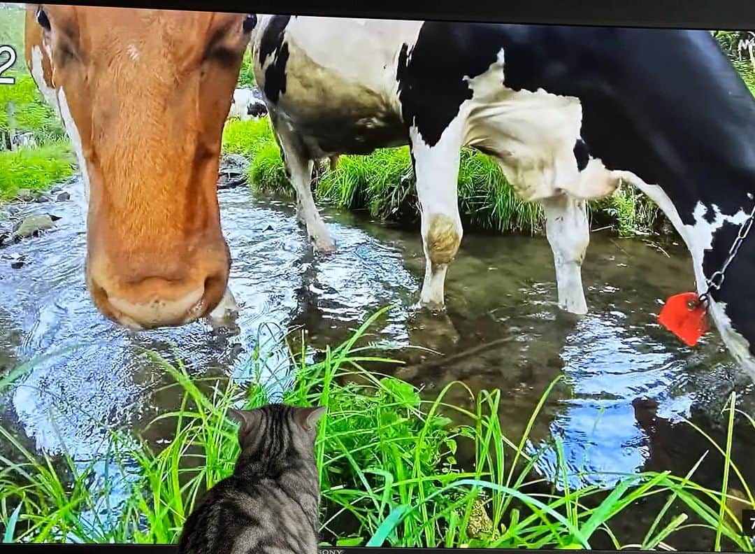 長野智子さんのインスタグラム写真 - (長野智子Instagram)「今日も今日とて　#さわやか自然百景　🐱  近すぎて画面に同化しています。。  牛にいたってはもはやジュラシックパーク笑  皆さまよい日曜日を。  #アメリ #猫」11月20日 8時12分 - naganotomoko