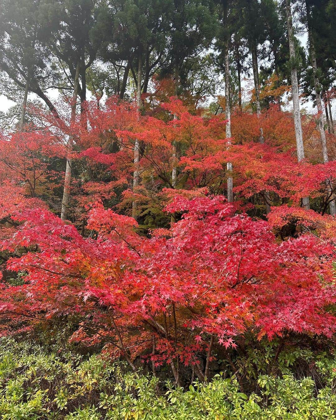 黒木啓司さんのインスタグラム写真 - (黒木啓司Instagram)「#京都 #紅葉🍁が綺麗  #紅葉」11月21日 13時22分 - keiji_papa_