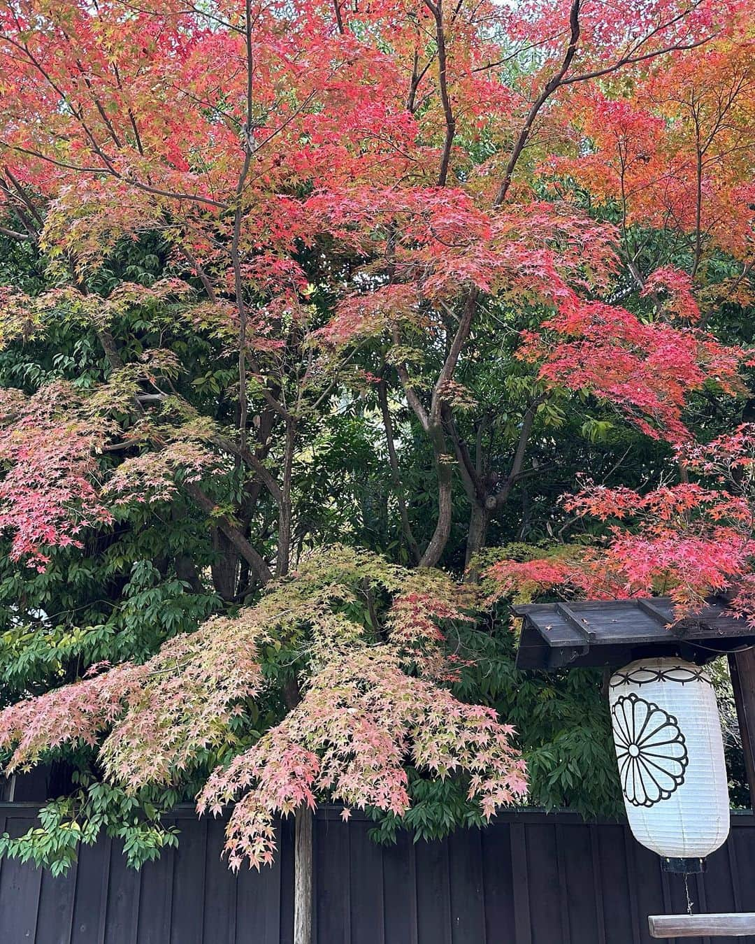 黒木啓司さんのインスタグラム写真 - (黒木啓司Instagram)「#京都 #紅葉🍁が綺麗  #紅葉」11月21日 13時22分 - keiji_papa_