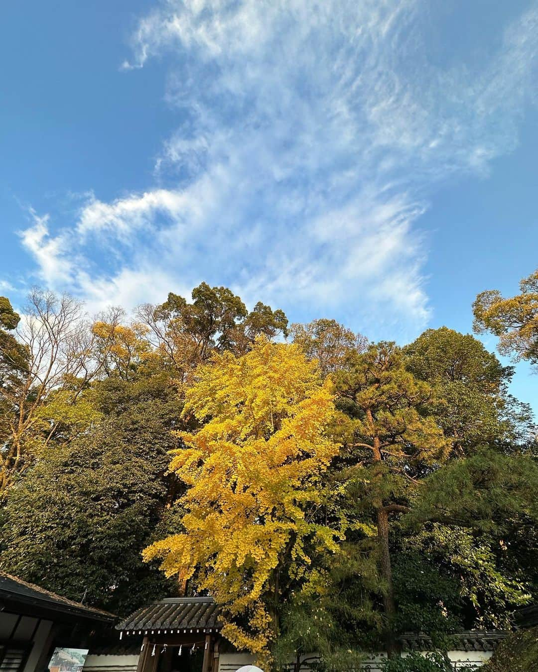 黒木啓司さんのインスタグラム写真 - (黒木啓司Instagram)「#京都 #紅葉🍁が綺麗  #紅葉」11月21日 13時22分 - keiji_papa_