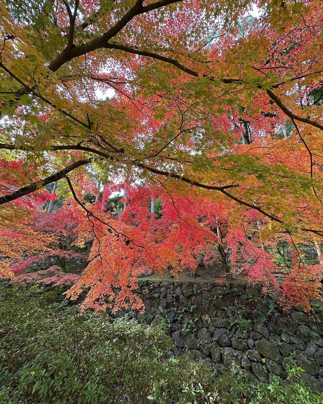 黒木啓司さんのインスタグラム写真 - (黒木啓司Instagram)「#京都 #紅葉🍁が綺麗  #紅葉」11月21日 13時22分 - keiji_papa_