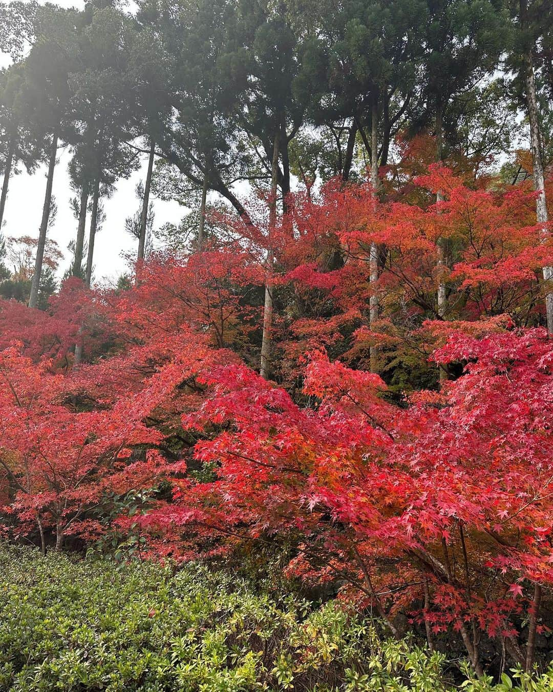 黒木啓司さんのインスタグラム写真 - (黒木啓司Instagram)「#京都 #紅葉🍁が綺麗  #紅葉」11月21日 13時22分 - keiji_papa_