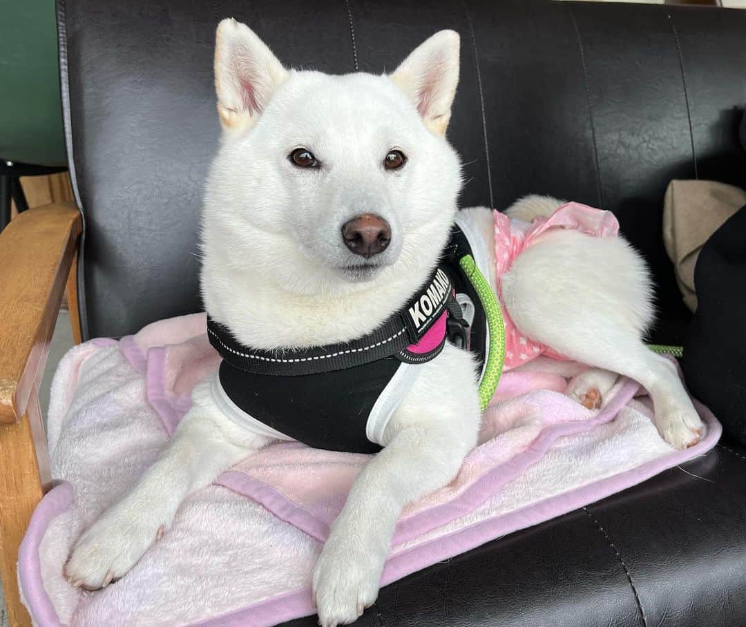 加藤あやのさんのインスタグラム写真 - (加藤あやのInstagram)「私は腰痛気味ですが、変わらず愛犬とのんびり過ごしております😳✨  #愛犬」11月21日 17時03分 - ayano_kato929