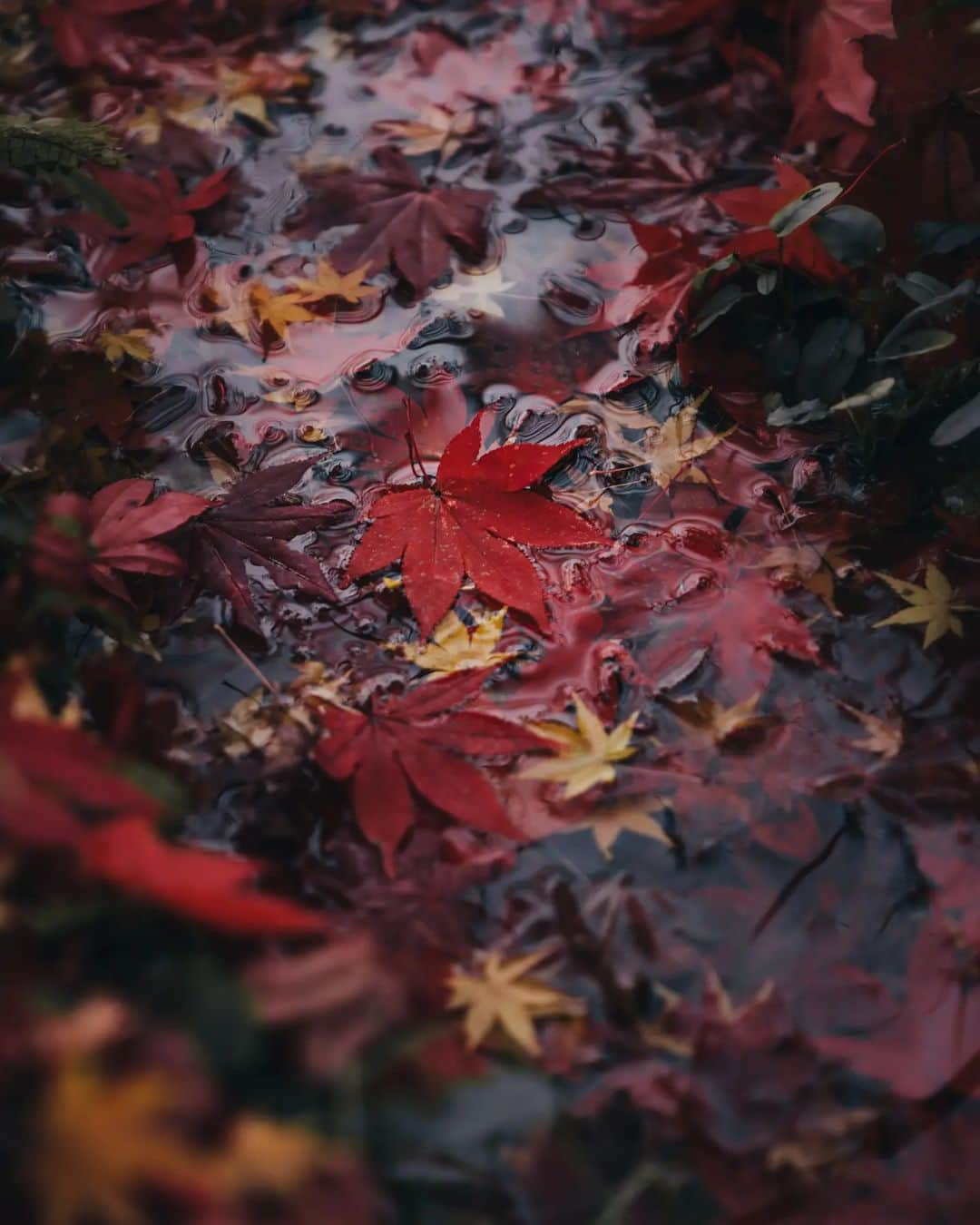 deepskyさんのインスタグラム写真 - (deepskyInstagram)「Rainy in Autumn' s Kyoto / 雨の秋の京都 . . #kyoto #authmn #京都 #紅葉  . . . #lonelyplanet #voyaged #stayandwonder  #awesomephotographers  #complexphotos  #sonyalpha  #roamtheplanet  #lovetheworld  #beautifuldestinations #landscapephoto #landscapelovers #travel  #roamearth #photography #earth #earthpix」11月21日 20時59分 - _deepsky