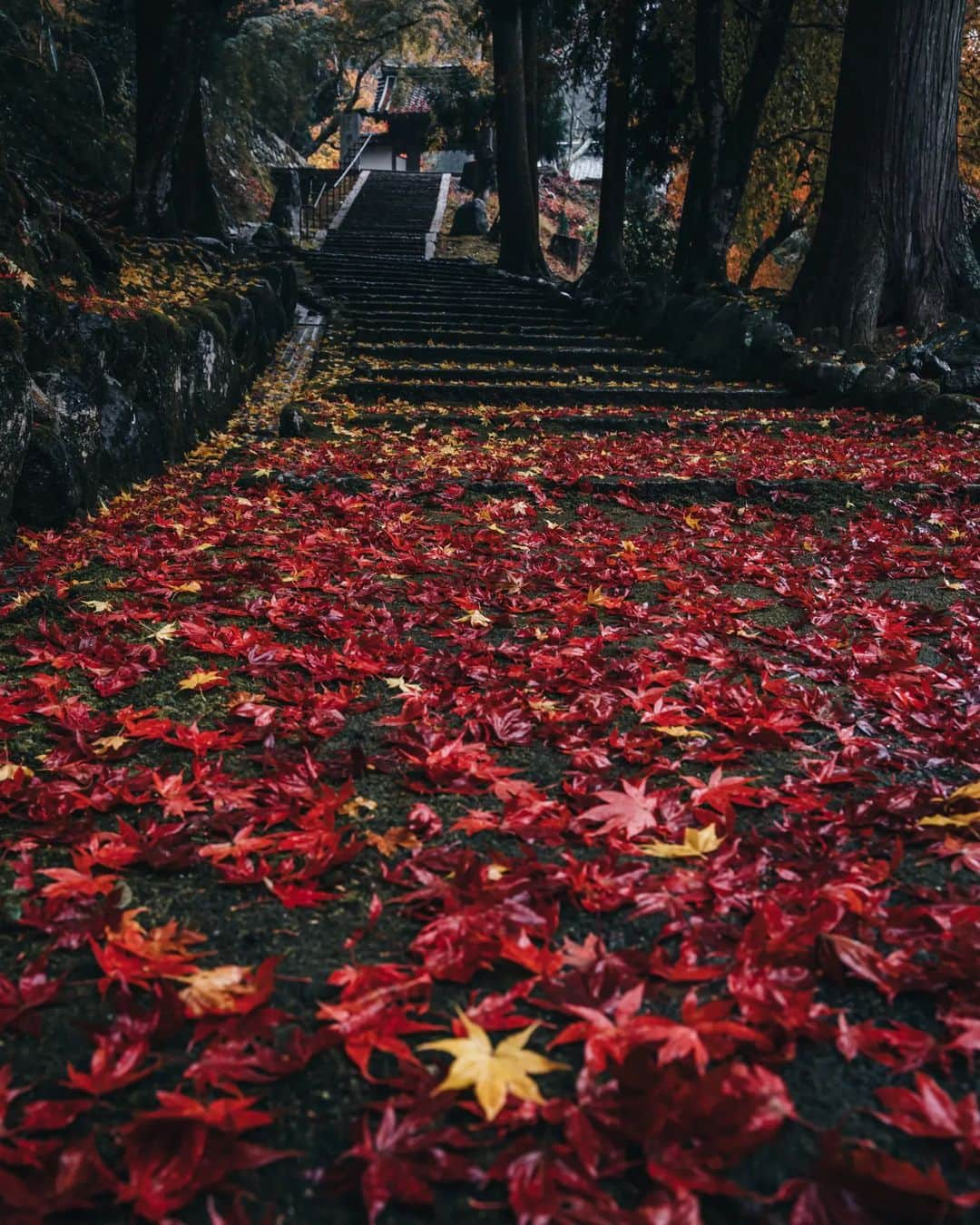 deepskyさんのインスタグラム写真 - (deepskyInstagram)「Rainy in Autumn' s Kyoto / 雨の秋の京都 . . #kyoto #authmn #京都 #紅葉  . . . #lonelyplanet #voyaged #stayandwonder  #awesomephotographers  #complexphotos  #sonyalpha  #roamtheplanet  #lovetheworld  #beautifuldestinations #landscapephoto #landscapelovers #travel  #roamearth #photography #earth #earthpix」11月21日 20時59分 - _deepsky