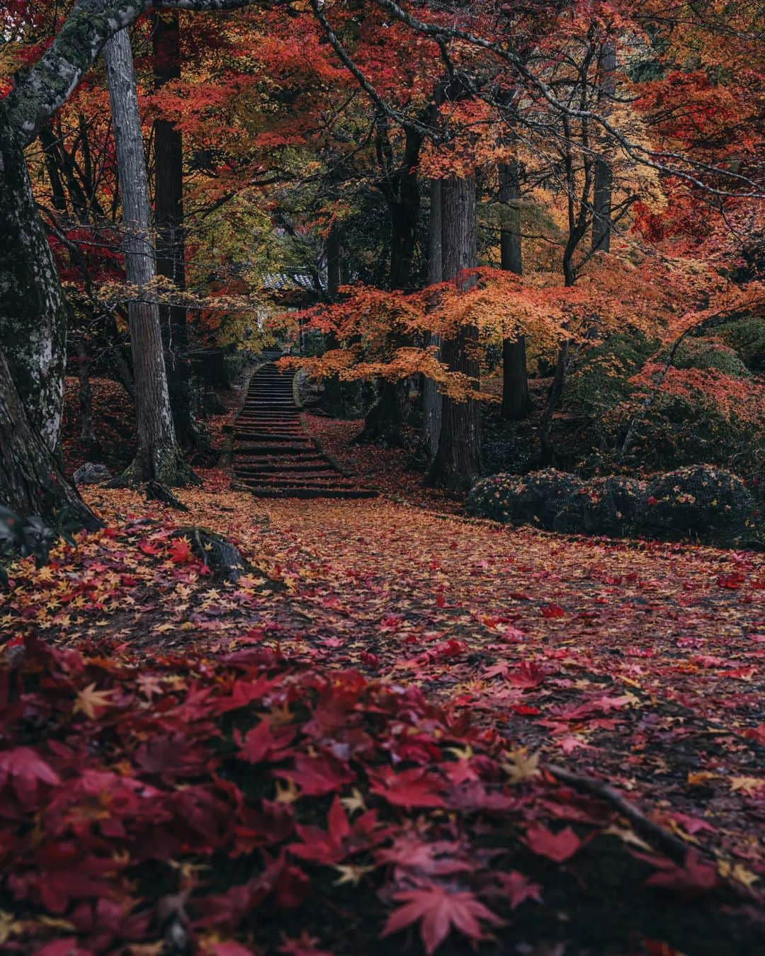 deepskyさんのインスタグラム写真 - (deepskyInstagram)「Rainy in Autumn' s Kyoto / 雨の秋の京都 . . #kyoto #authmn #京都 #紅葉  . . . #lonelyplanet #voyaged #stayandwonder  #awesomephotographers  #complexphotos  #sonyalpha  #roamtheplanet  #lovetheworld  #beautifuldestinations #landscapephoto #landscapelovers #travel  #roamearth #photography #earth #earthpix」11月21日 20時59分 - _deepsky