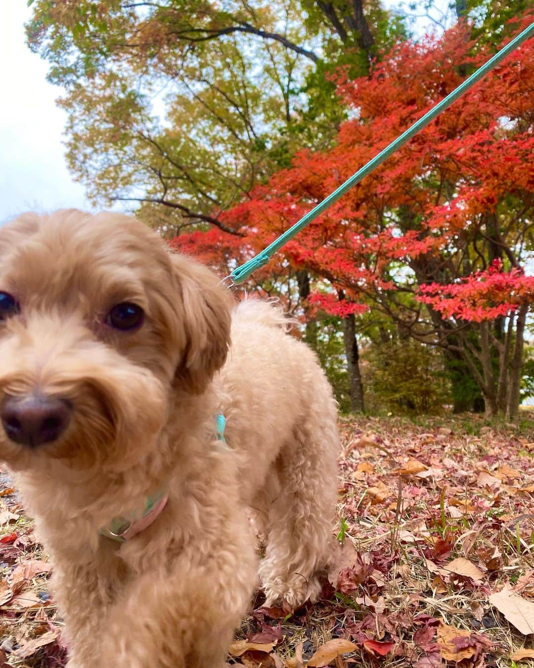 ぷーちゃんさんのインスタグラム写真 - (ぷーちゃんInstagram)「🐶🍯 . 紅葉スポット教えてくれた方 ありがとう🍁🐿 . 好評やった写真と まだ載せてない写真たち〜📷 . いっぬは、今日の写真🐶笑 . . #紅葉#紅葉スポット#京都紅葉#嵐山紅葉#撮影モデル#サロンモデル#モデル#大阪サロンモデル#関西モデル#関西サロモ#関西サロンモデル#フリーモデル#関西フリーモデル#撮影依頼受付中#撮影依頼募集中#17live#ライバー#ライブ配信#tiktok#ビジョビ#ぷーちゃん」11月22日 18時50分 - poohchan31