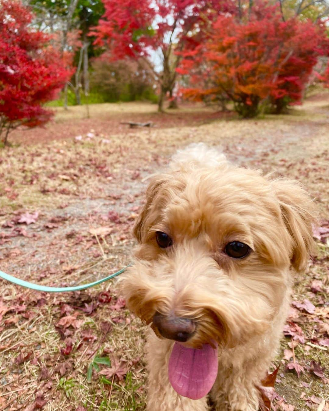 ぷーちゃんさんのインスタグラム写真 - (ぷーちゃんInstagram)「🐶🍯 . 紅葉スポット教えてくれた方 ありがとう🍁🐿 . 好評やった写真と まだ載せてない写真たち〜📷 . いっぬは、今日の写真🐶笑 . . #紅葉#紅葉スポット#京都紅葉#嵐山紅葉#撮影モデル#サロンモデル#モデル#大阪サロンモデル#関西モデル#関西サロモ#関西サロンモデル#フリーモデル#関西フリーモデル#撮影依頼受付中#撮影依頼募集中#17live#ライバー#ライブ配信#tiktok#ビジョビ#ぷーちゃん」11月22日 18時50分 - poohchan31