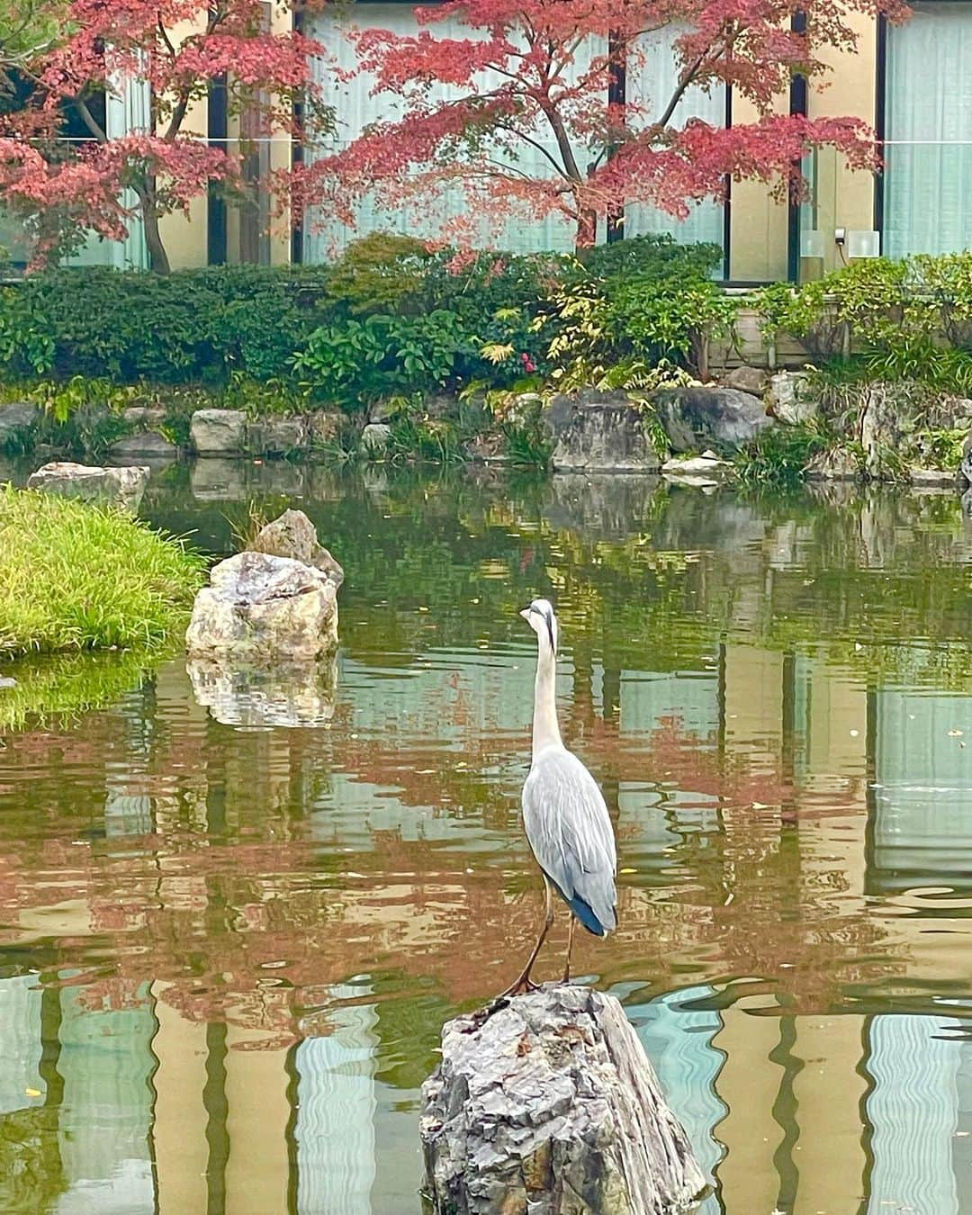 阿部菜渚美さんのインスタグラム写真 - (阿部菜渚美Instagram)「京都紅葉⛩  紅葉シーズンに行って見たかった京都へ🍁 和の雰囲気と、緑とオレンジの景色に とても癒されました˖ ࣪ 秋を満喫..🌾  美味しいお茶と、ディズニーにいるカモさんと鯉、 それを見守るヌシに出会いました🕊  #京都 #京都観光 #京都紅葉 #京都旅行  #紅葉 #紅葉スポット #秋の京都  #秋の風景 #kyoto #japan_of_insta」11月22日 19時25分 - nanami_abe73