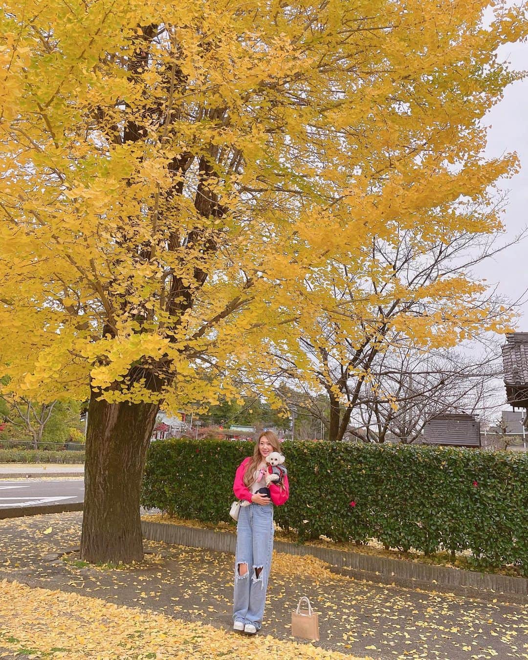RIIAさんのインスタグラム写真 - (RIIAInstagram)「銀杏の木大きくて綺麗だったなぁ🍁 将来は一軒家にヤシの木置くのが夢🌴🫶🏻」11月23日 15時14分 - airi21202