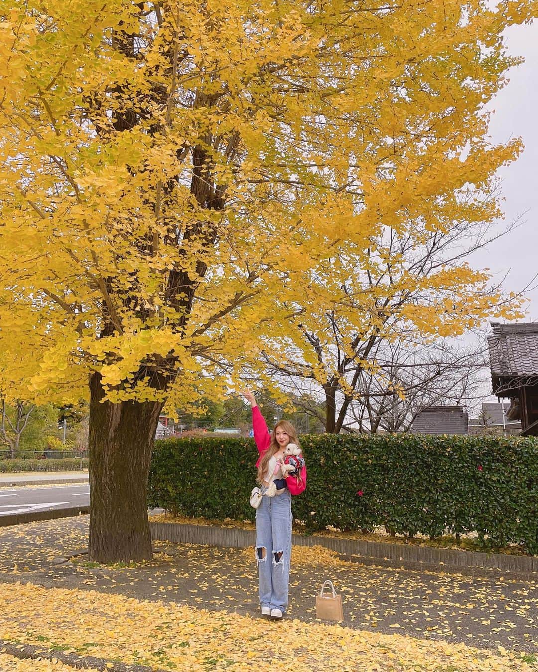 RIIAさんのインスタグラム写真 - (RIIAInstagram)「銀杏の木大きくて綺麗だったなぁ🍁 将来は一軒家にヤシの木置くのが夢🌴🫶🏻」11月23日 15時14分 - airi21202